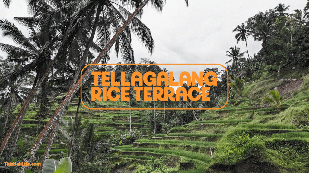 Tellagalang Rice Terrace - one of the things to do in Bali