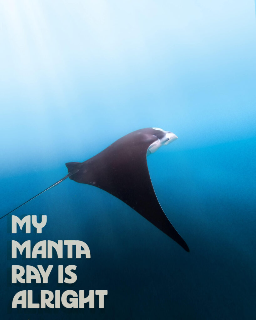 Manta Ray gliding through the water off the coast of Nusa Penida